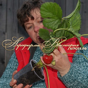 Уход за растением